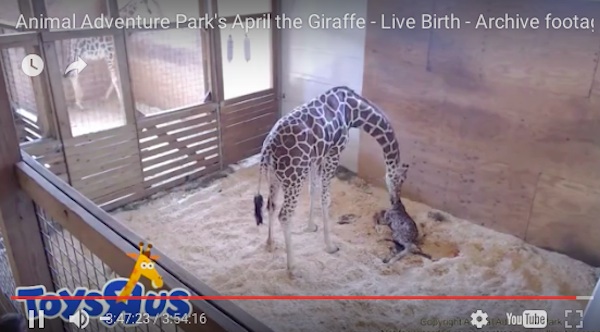 giraffa