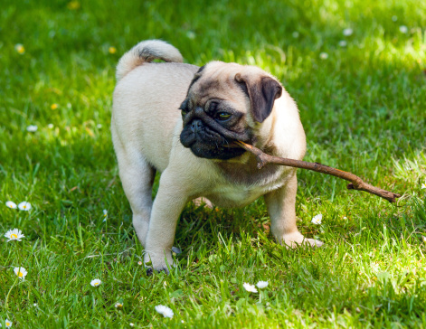 cane piometra prevenzione