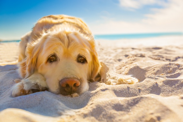 cane, caldo, alimentazione