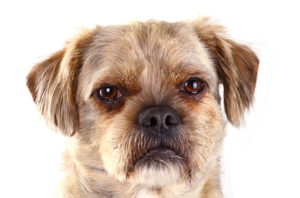 Trombocitopenia cane, cause e cosa fare? | Tutto Zampe
