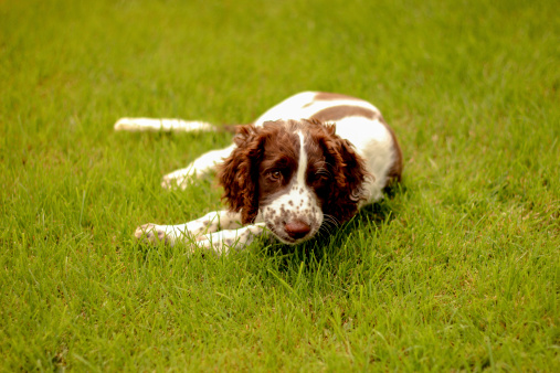 cane con polifagia e dimagrimento