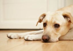 ansia separazione cane veterinario risponde