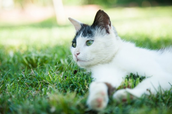 antiparassitario gatto che esce