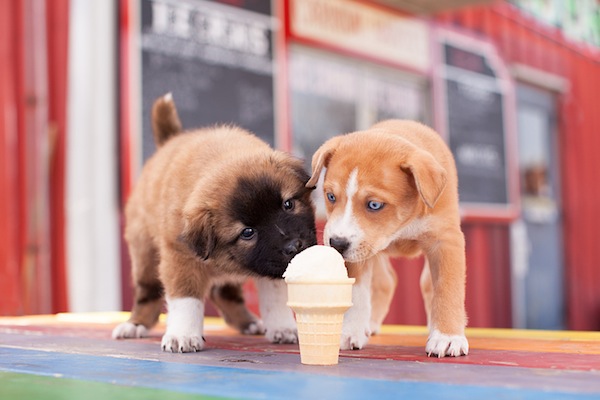 pasticceria cani, cane, caldo, gelato, ricette