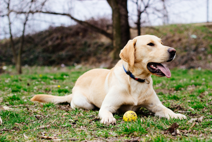 Cane che ha paura del proprietario