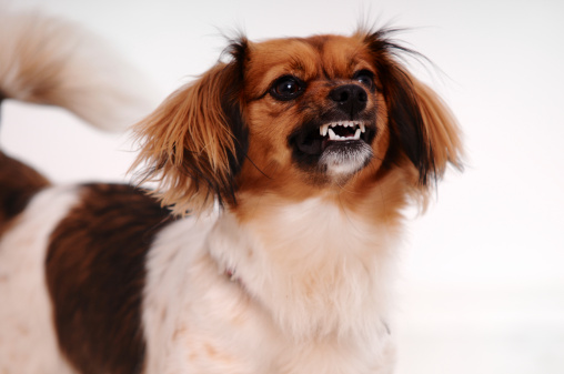 Cane dominante o con difficoltà di socializzazione