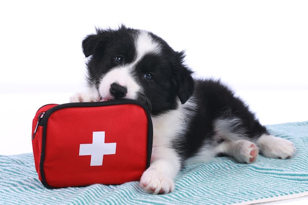 Sanguinamento dopo sterilizzazione chimica cane