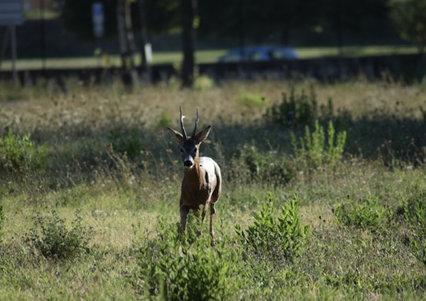 capriolo