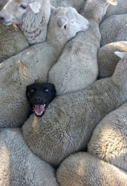 cane pecore