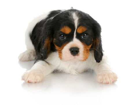 Cavalier king e problemi di salute legati alla razza