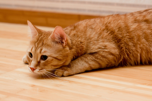 Glicemia alta gatto, è diabete