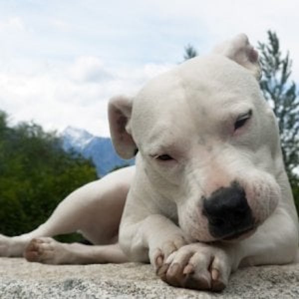 iceberg, dogo argentino