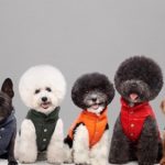 MonclerPoldo-Dog-Couture, cani, piumini