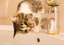 gatto dieta, struvite gatto e acqua da bere