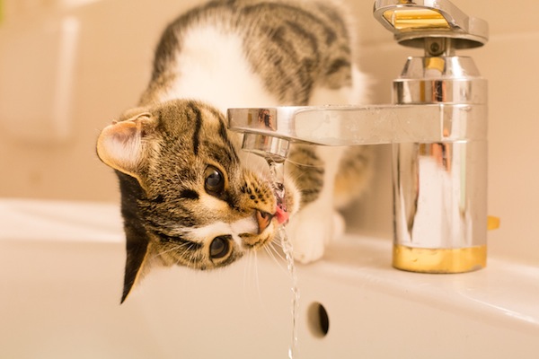 struvite gatto e acqua da bere