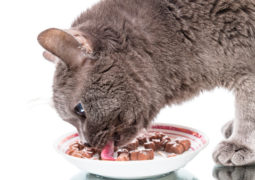 Alimentazione casalinga gatto, ecco cosa occorre sapere