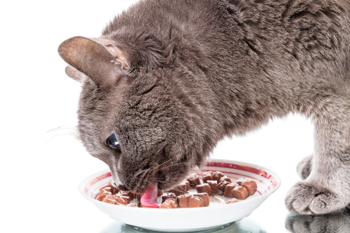 Alimentazione casalinga gatto, ecco cosa occorre sapere