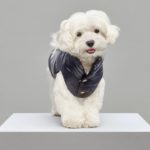 MonclerPoldo-Dog-Couture, cani, piumini
