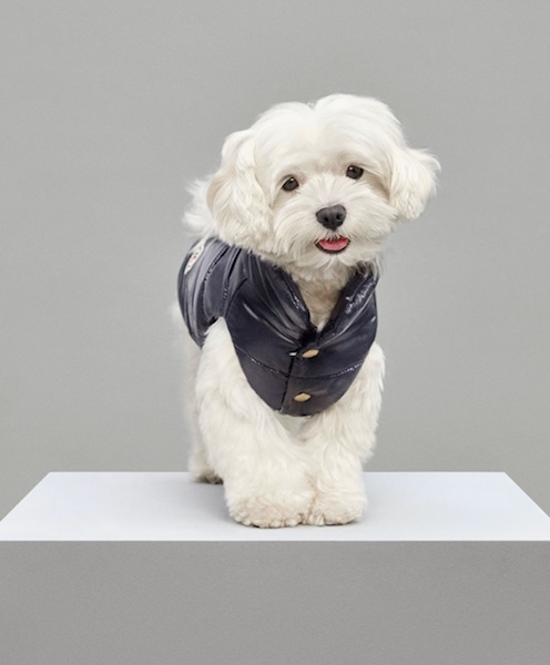 MonclerPoldo-Dog-Couture, cani, piumini