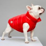 MonclerPoldo-Dog-Couture, cani, piumini