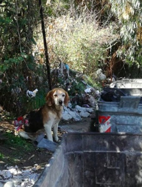 serafina, beagle, cane