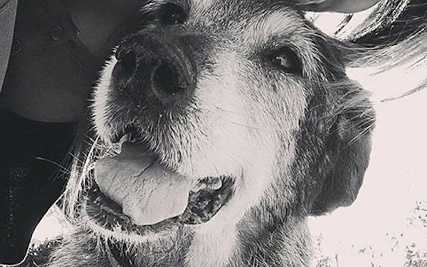 ADOTTA UN NONNO ADOZIONE-CANE