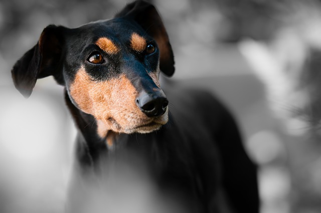 calore del cane non passa