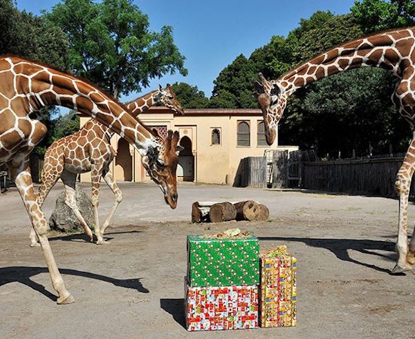 bioparco, bioparco, befana,