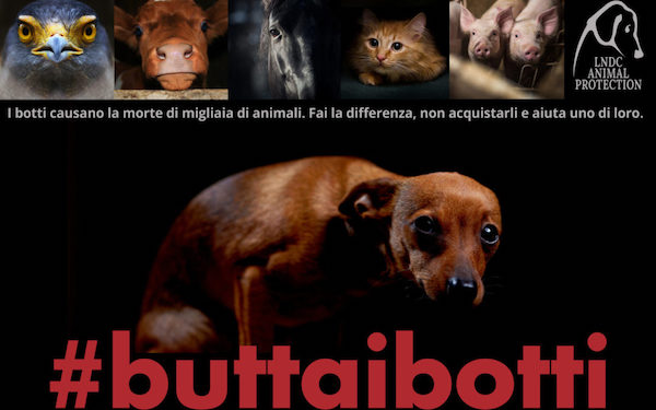 butta i botti, capodanno , animali, cani, gatti