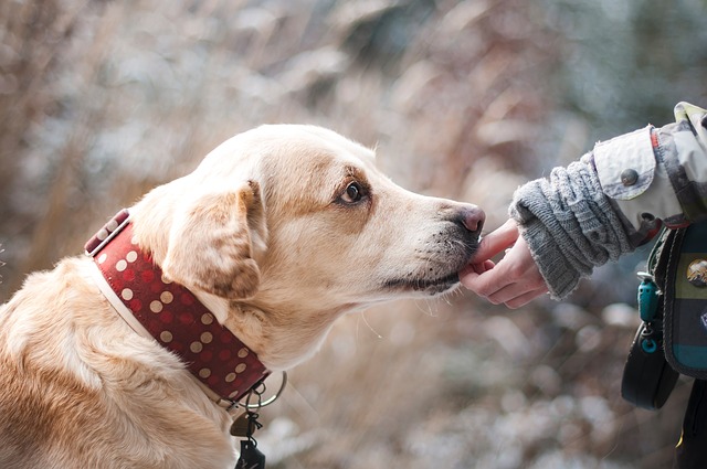 Gravidanza isterica cane e farmaci