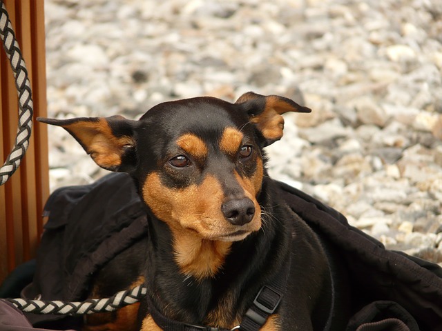 Ogni quanto viene il calore al cane