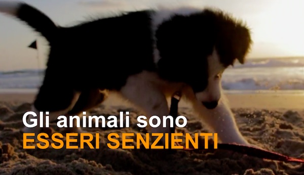 animali senzienti