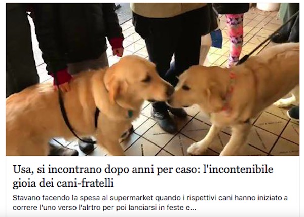 cani fratelli