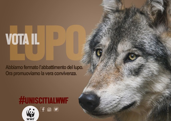 lupo, wwf