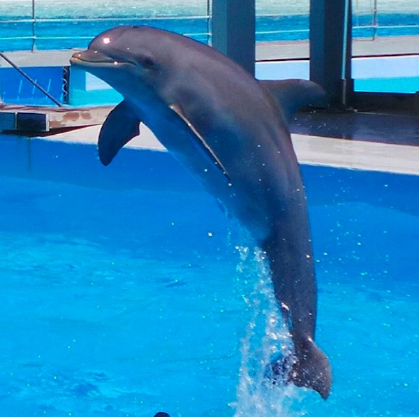 zoomarine delfino
