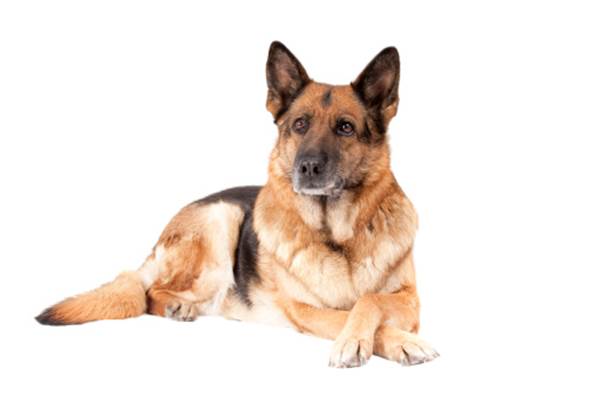 Anemia non rigenerativa nel cane, come scoprire la causa