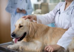 4 cose da sapere per la scelta del veterinario