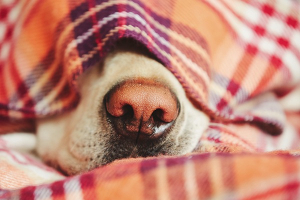 Agitazione notturna cane, il veterinario risponde