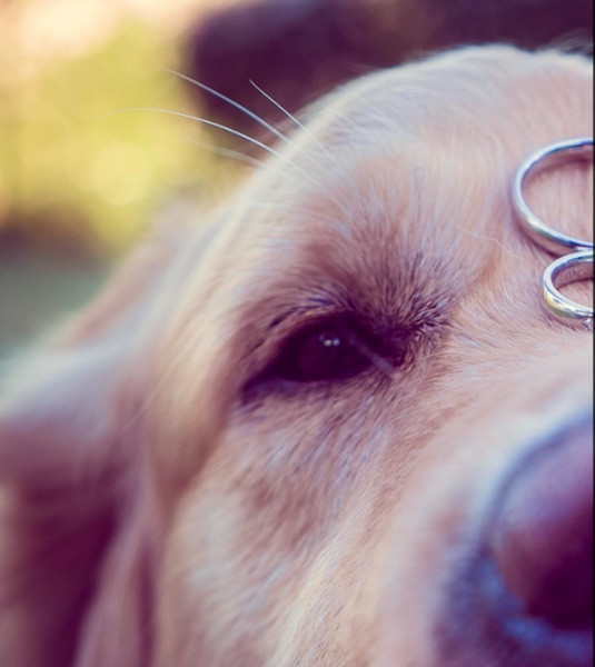 cane matrimonio