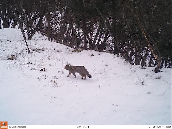 gatto selvatico