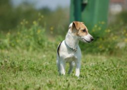 cane con allergia antiparassitario e prevenzione pappataci