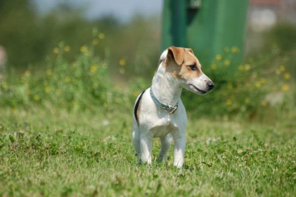 cane con allergia antiparassitario e prevenzione pappataci