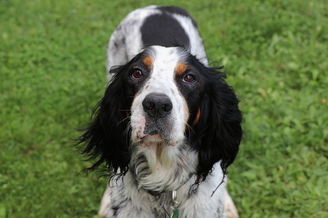 cane anziano perde feci