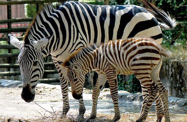 bioparco roma