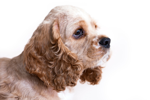 Tartufo del cane pieno di croste