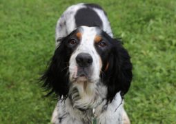 Leishmaniosi cane, analisi e cure in caso di recidiva