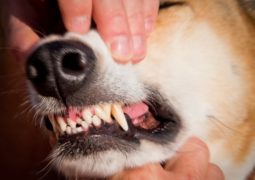 Parodontite cane e rischi anestesia per cura