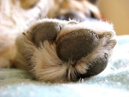 Cuscinetti zampe cane staccati sull'asfalto caldo, che fare?