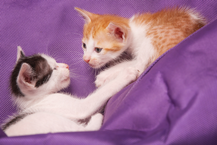 Di quanto spazio hanno bisogno in casa due gatti?