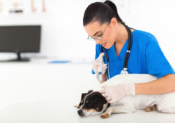 Vaccinazioni cane, quali, ogni quanto e perché